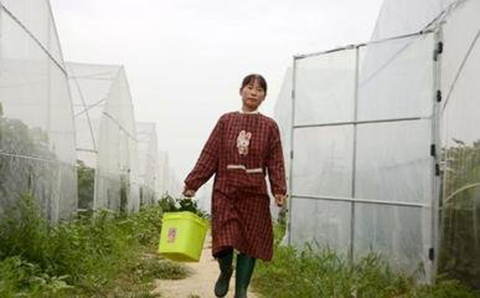 豆蟲養(yǎng)殖網(wǎng)實景